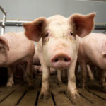 HIT Schweinemeldungen über top farmplan erledigen