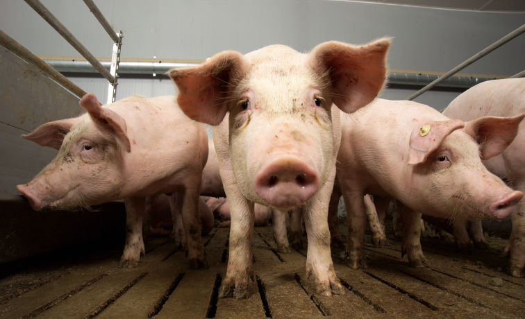 HIT Schweinemeldungen über top farmplan erledigen