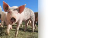 Landingpage Schwein