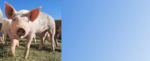 Landingpage Schwein