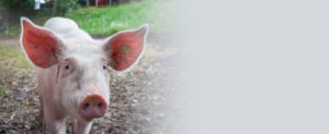 Schweine Landingpage
