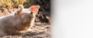 Schweinemodul