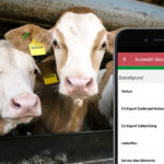 kühe Rinder smartphone ohrmake nachprägen