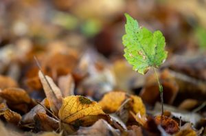 Herbst Blätter