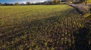 Winterweizen Feld