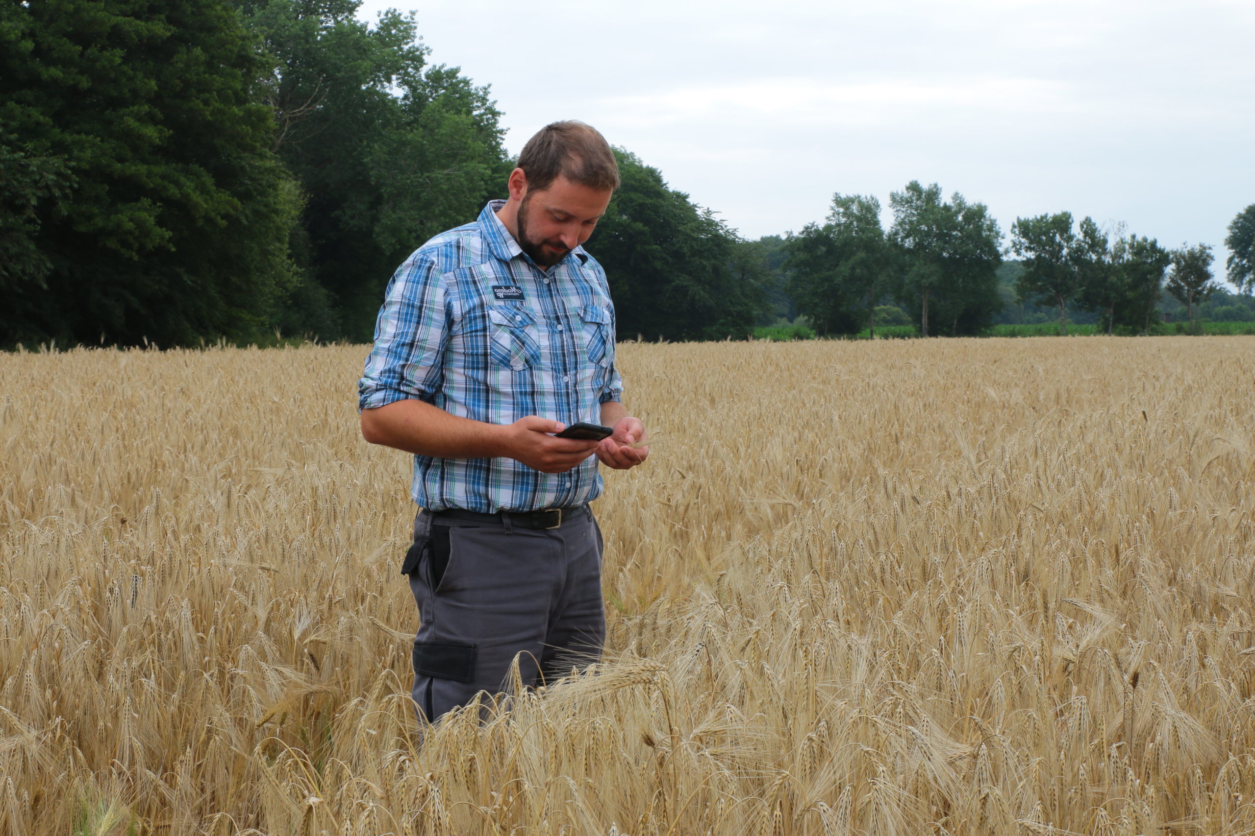 Mann steht im Getreidefeld mit Smartphone