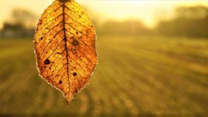 Herbstdüngung