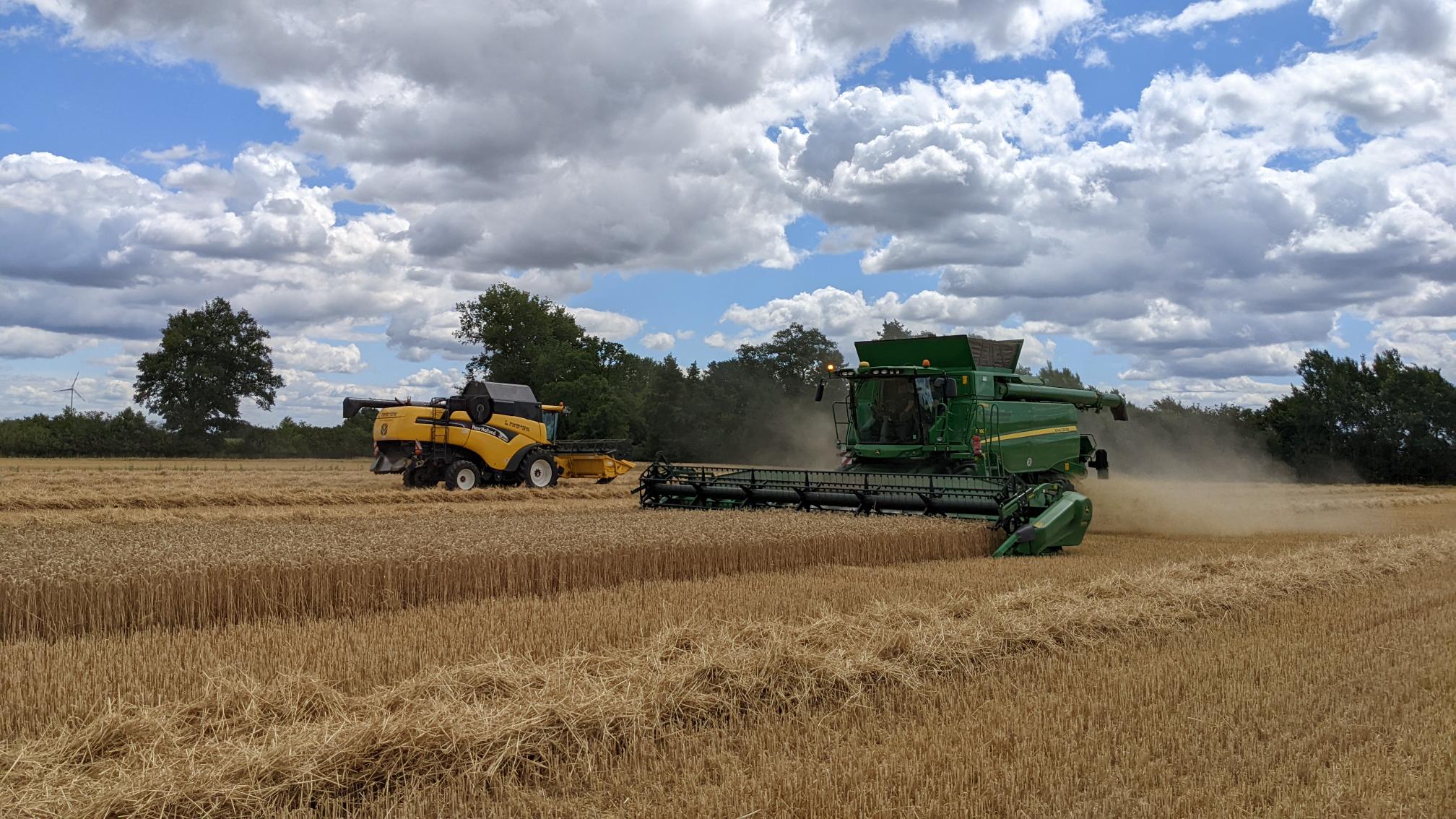 Zwei Drescher auf einem Weizenfeld bei der Ernte.